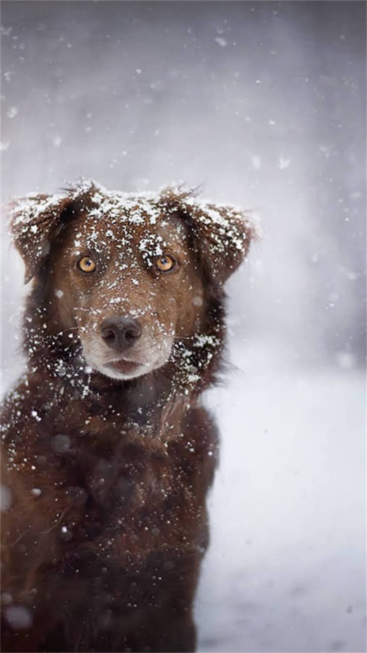 图片 最新对比：泰迪犬与金毛犬价格差异全.jpg