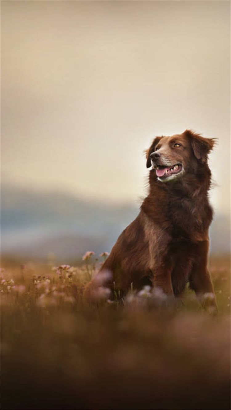 图片 最新对比：泰迪犬与金毛犬价格差异全2.jpg
