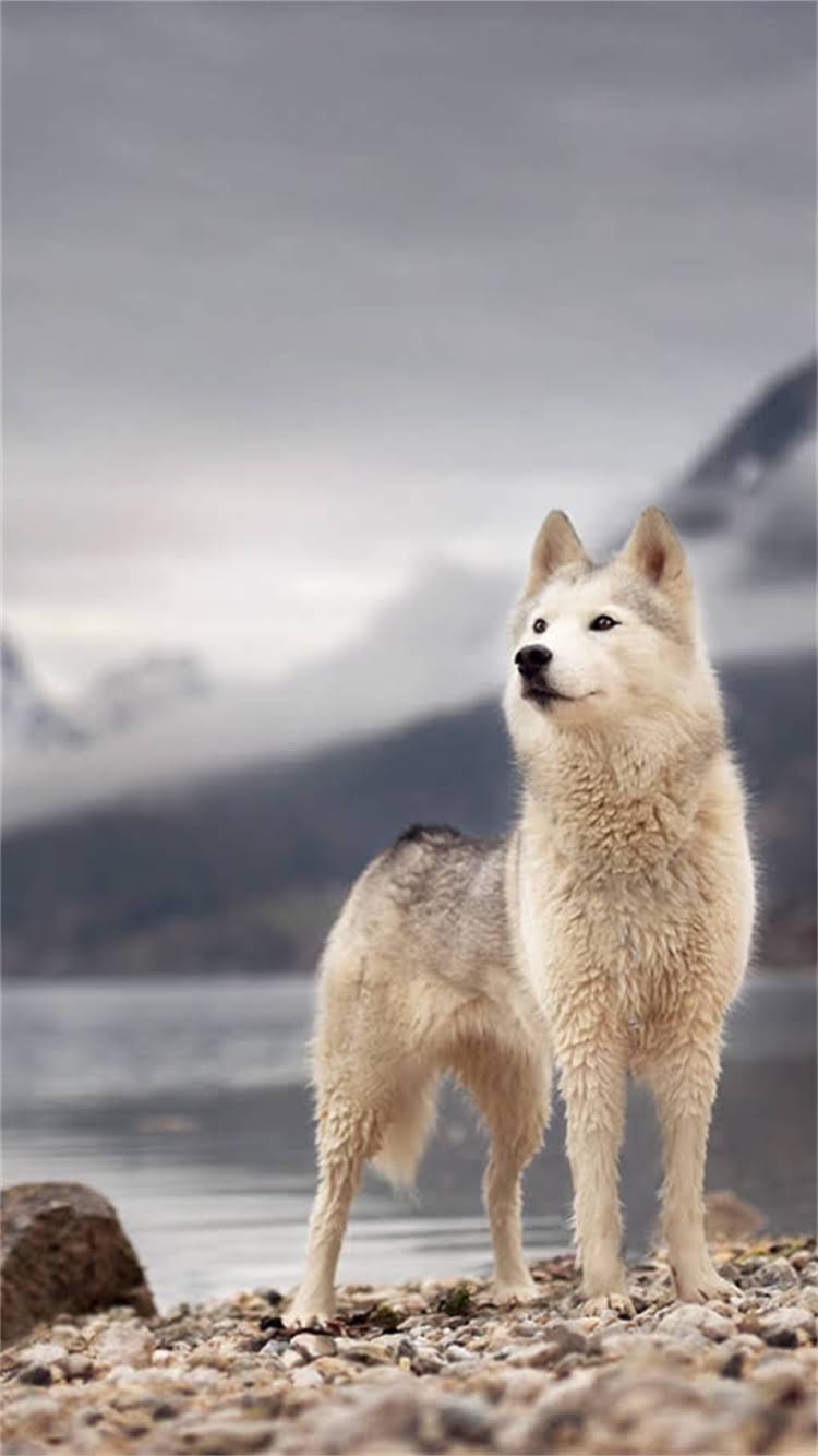 图片 最新报价纯种中华田园犬价格多少钱一只？地区差异、品种类型全.jpg