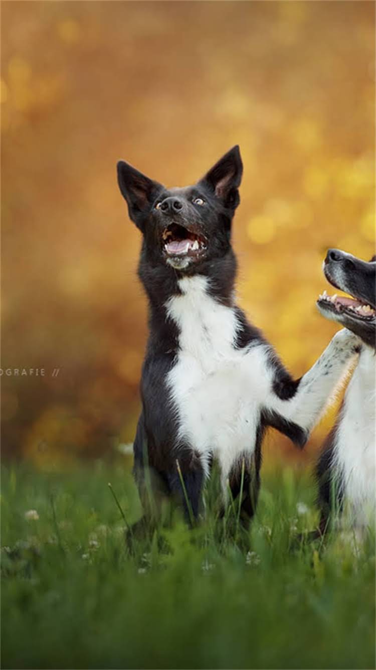 图片 最新报价纯种中华田园犬价格多少钱一只？地区差异、品种类型全1.jpg