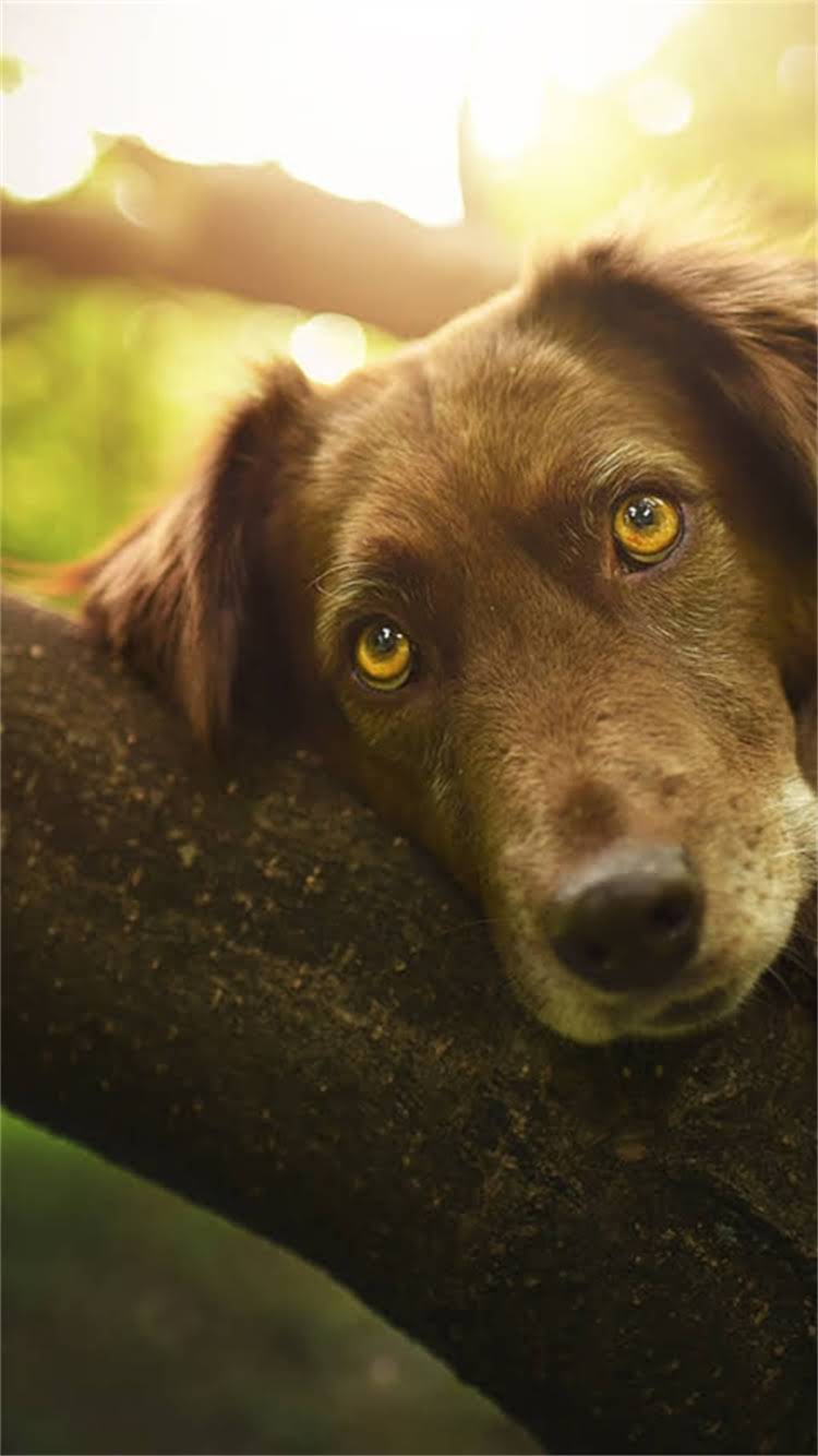 图片 最新报价纯种中华田园犬价格多少钱一只？地区差异、品种类型全2.jpg