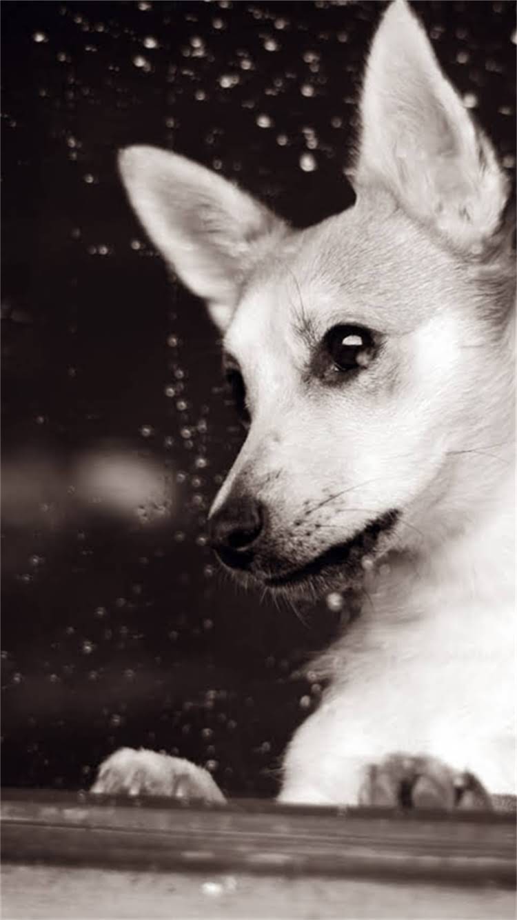 图片 最新报价纯种白色萨摩耶价格范围+饲养成本+注意事项全.jpg