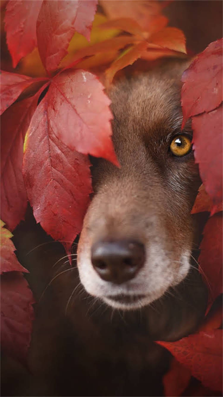 图片 最新拉布拉多犬多少钱一只？经济实惠的选购指南与饲养全攻略.jpg