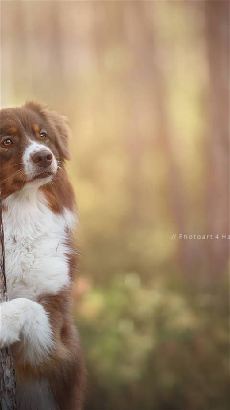 图片 最新拉布拉多犬多少钱一只？经济实惠的选购指南与饲养全攻略1.jpg