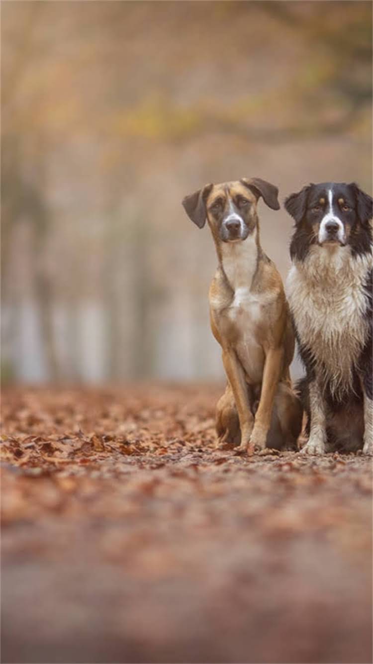 图片 最新拉布拉多犬多少钱一只？经济实惠的选购指南与饲养全攻略2.jpg