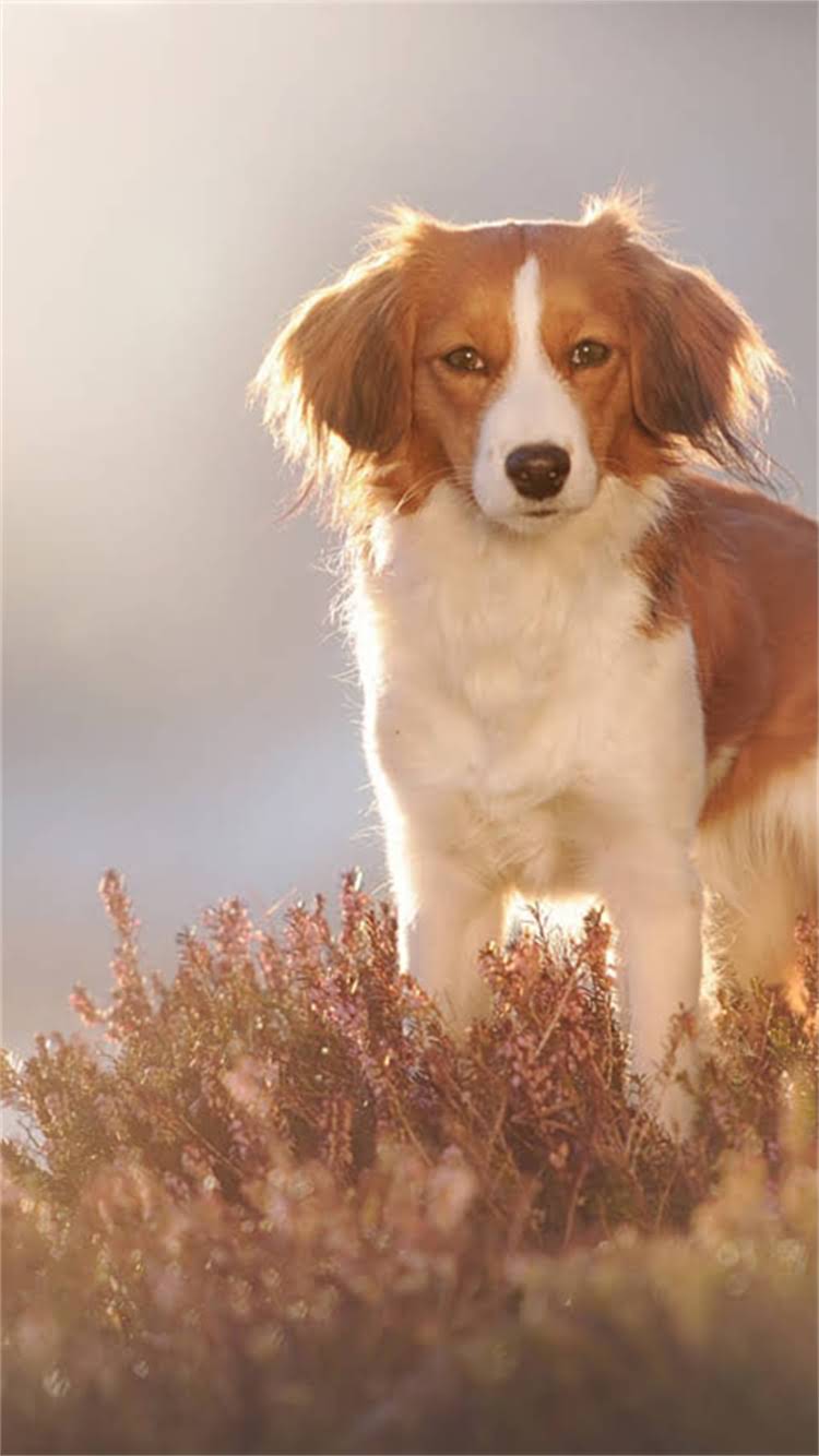 图片 最新拉布拉多犬鉴别指南：5步判断纯种与混血犬，附常见品种特征对比.jpg