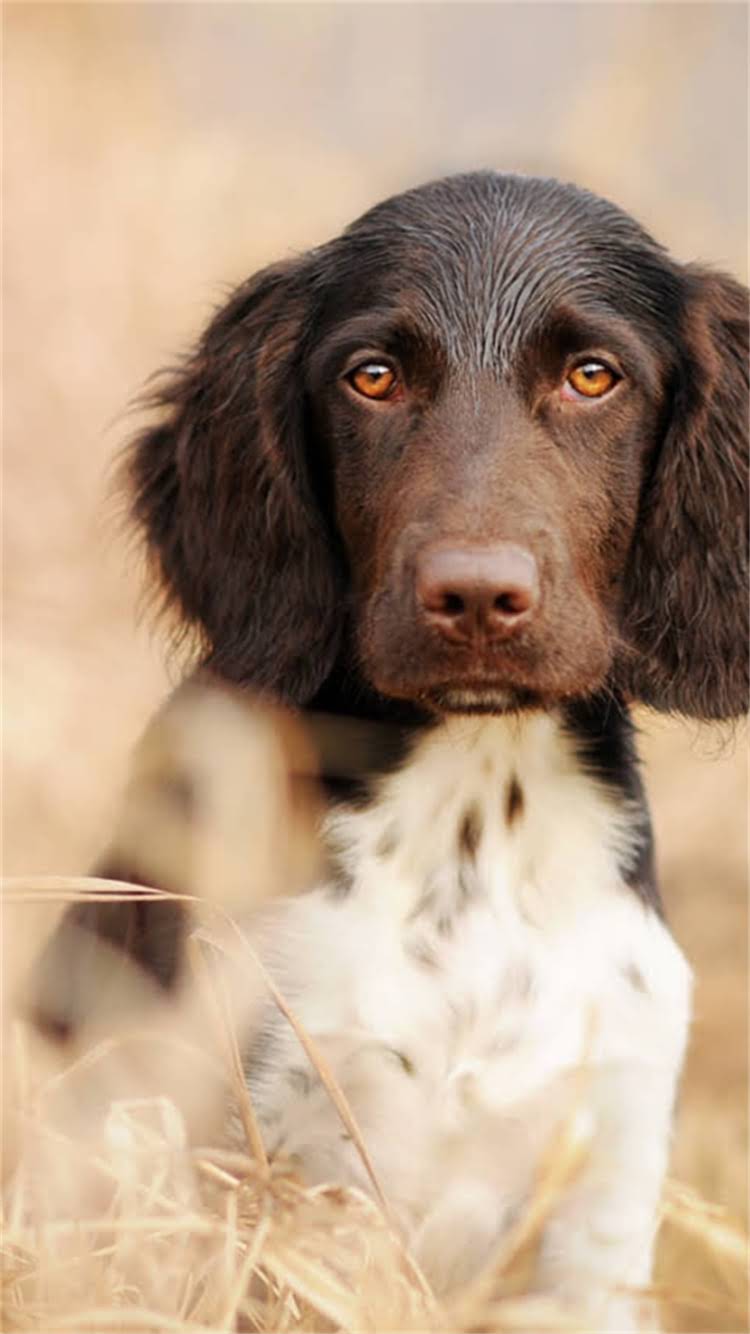 图片 最新拉布拉多犬鉴别指南：5步判断纯种与混血犬，附常见品种特征对比2.jpg