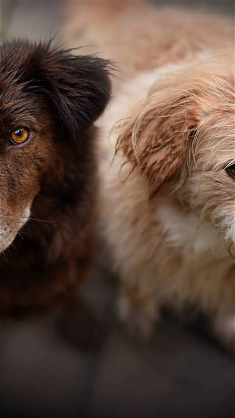 图片 最新拉布拉多阿诺血统vs美系vs英系全：性格、价格、养护指南.jpg