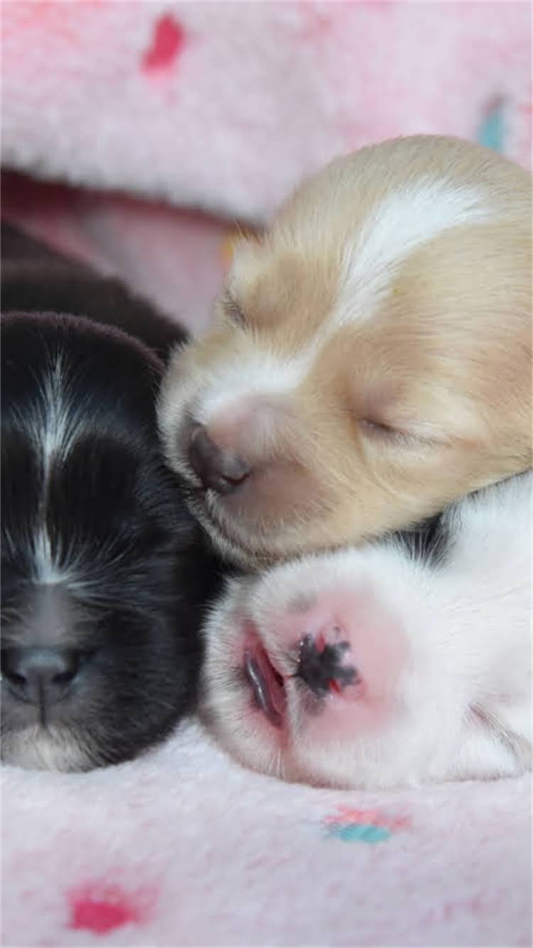 图片 最新拉布拉多阿诺血统vs美系vs英系全：性格、价格、养护指南2.jpg