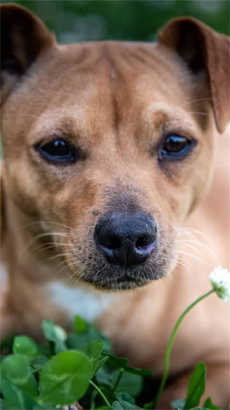 图片 最新指南成年犬必打疫苗清单+避坑攻略（附接种时间表）1.jpg