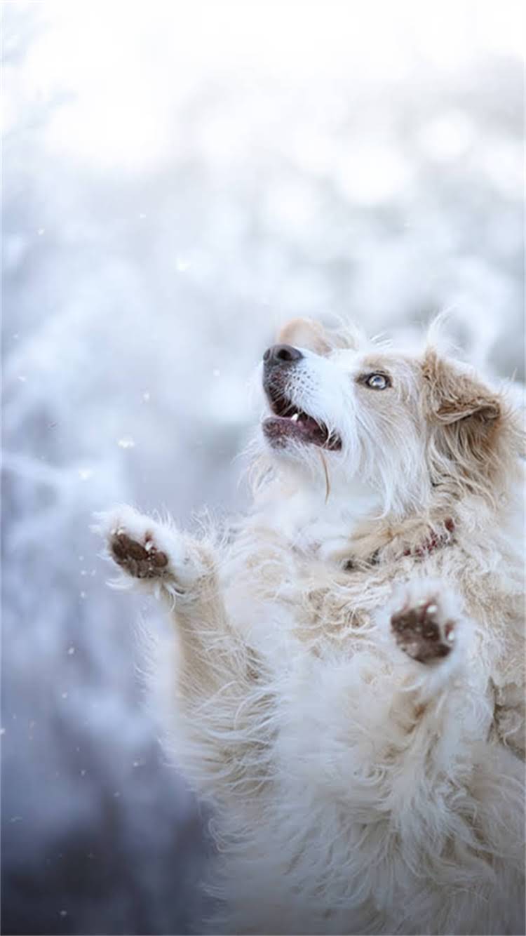 图片 最新指南成年犬必打疫苗清单+避坑攻略（附接种时间表）2.jpg