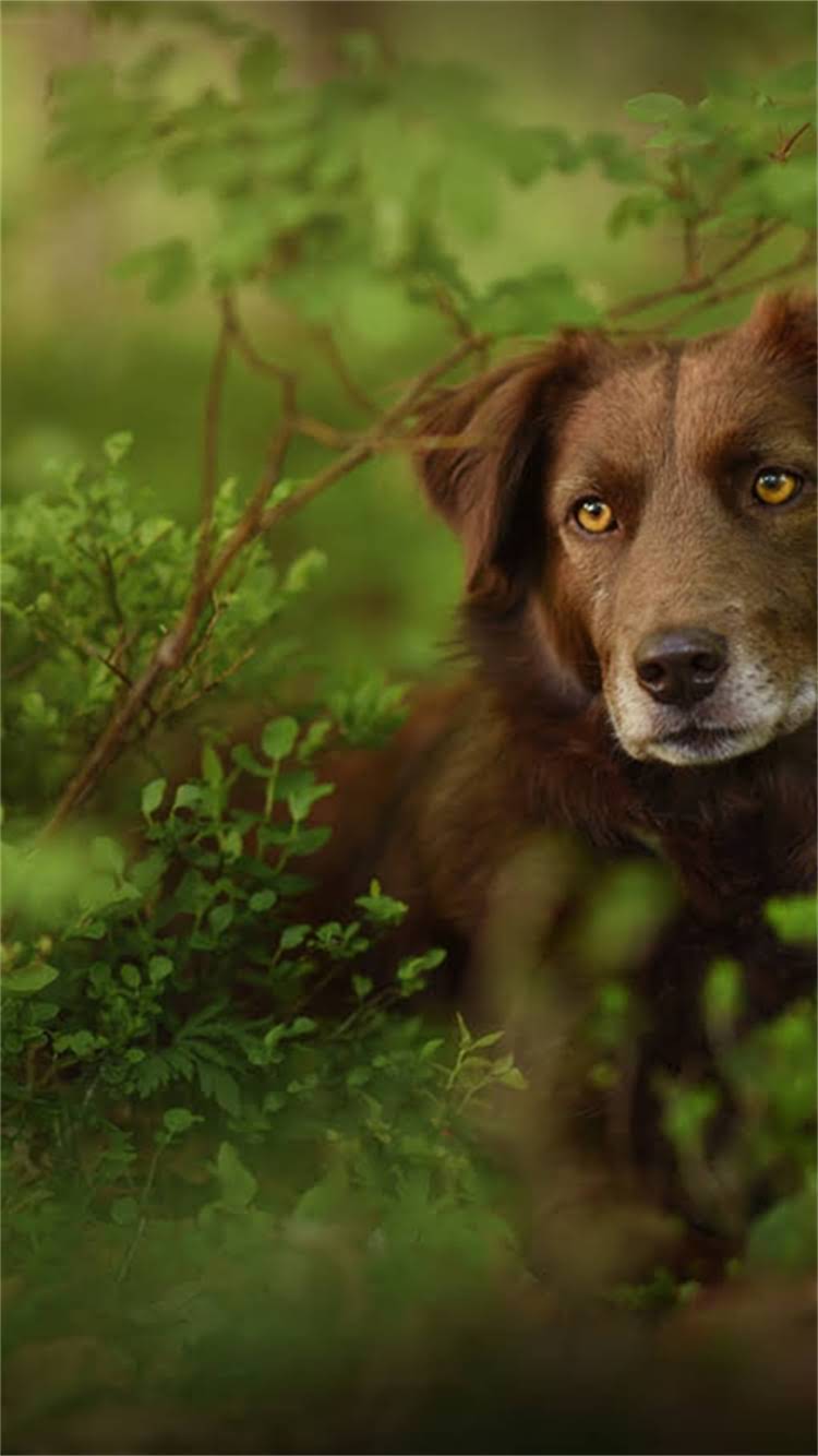 图片 最新指南：吉娃娃购买全攻略（5大渠道+避坑指南）1.jpg