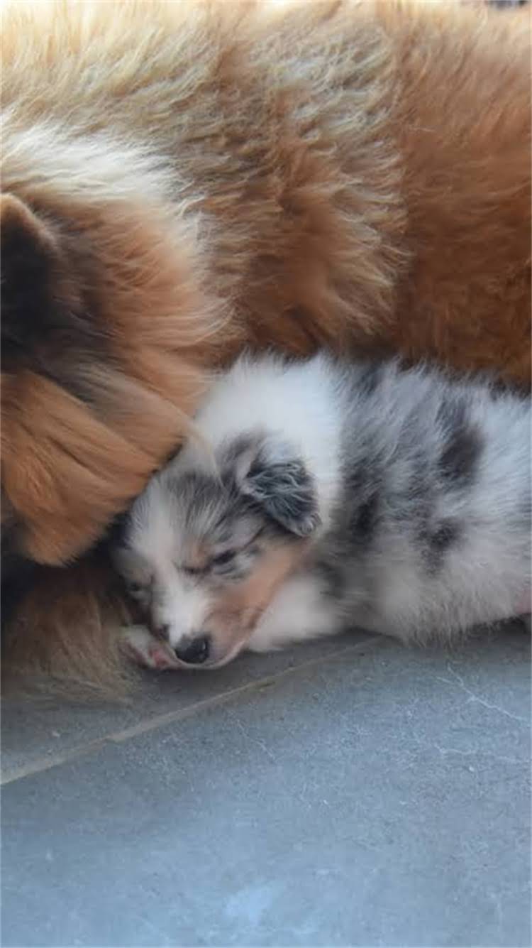 图片 最新指南：如何安全购买纯种巴哥犬？权威渠道与避坑全攻略1.jpg