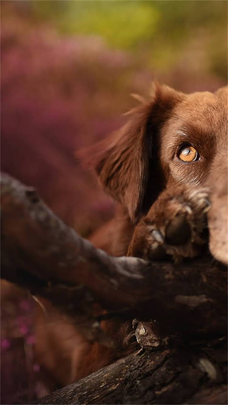 图片 最新指南：宠物疫苗在哪里买最安全？价格、注意事项全.jpg