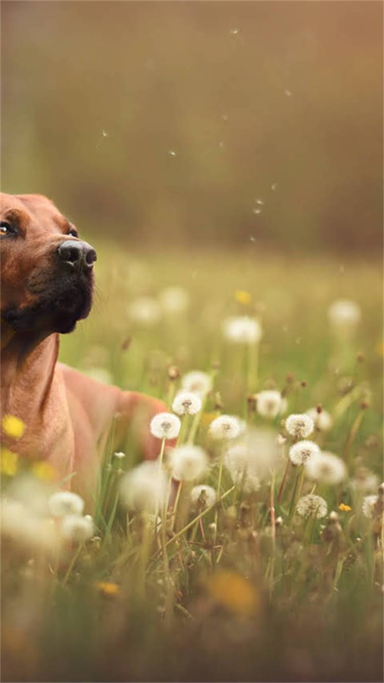 图片 最新指南：宠物疫苗在哪里买最安全？价格、注意事项全1.jpg