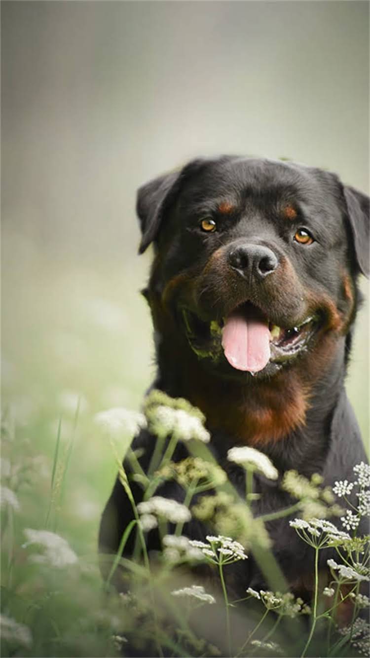 图片 最新指南：宠物疫苗在哪里买最安全？价格、注意事项全2.jpg