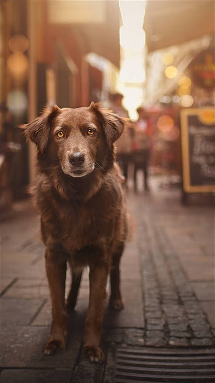 图片 最新指南：犬类疫苗全，这6类疫苗必须打！附接种时间表与注意事项.jpg