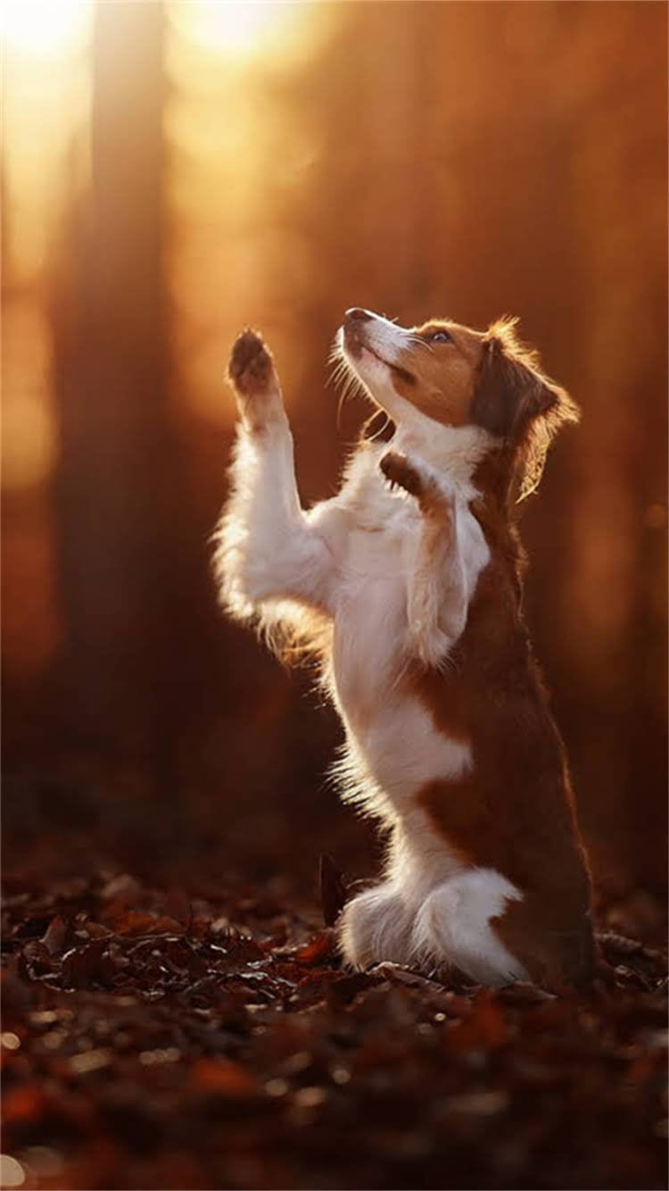 图片 最新指南：犬类疫苗全，这6类疫苗必须打！附接种时间表与注意事项1.jpg