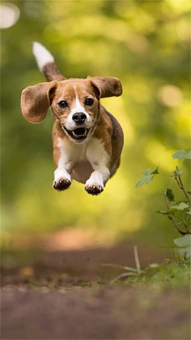图片 最新指南：犬类疫苗全，这6类疫苗必须打！附接种时间表与注意事项2.jpg
