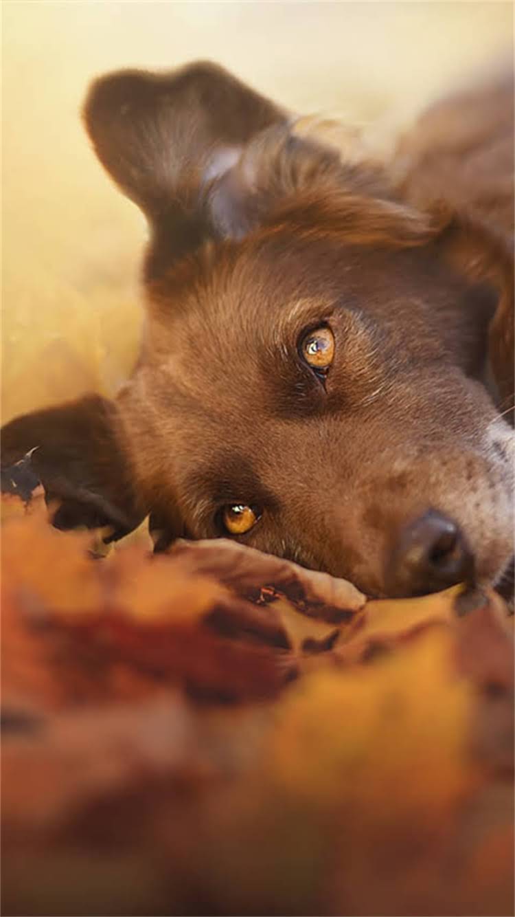 图片 最新指南：狗狗疫苗接种全流程与检测项目权威（附疫苗种类接种时间副作用应对）1.jpg