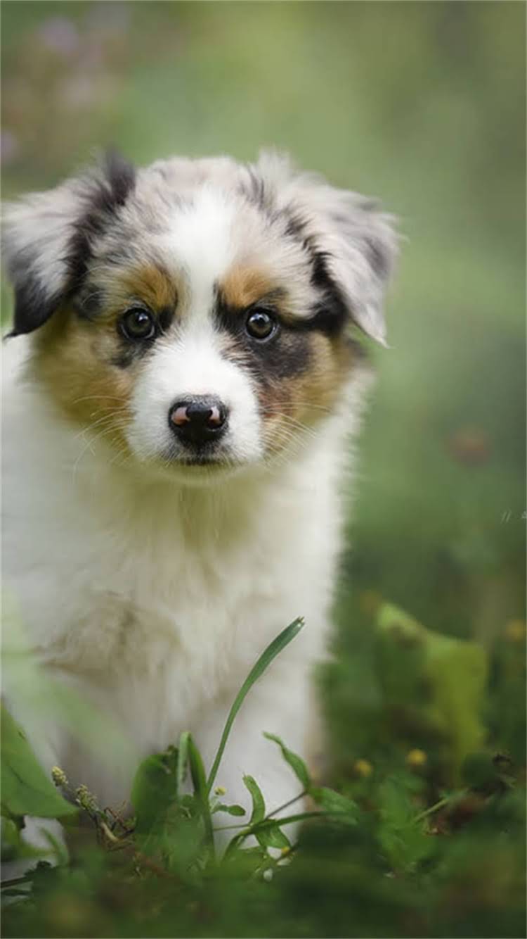 图片 最新指南：狗狗疫苗混打行不行？专家详解混打风险与正确接种方案.jpg