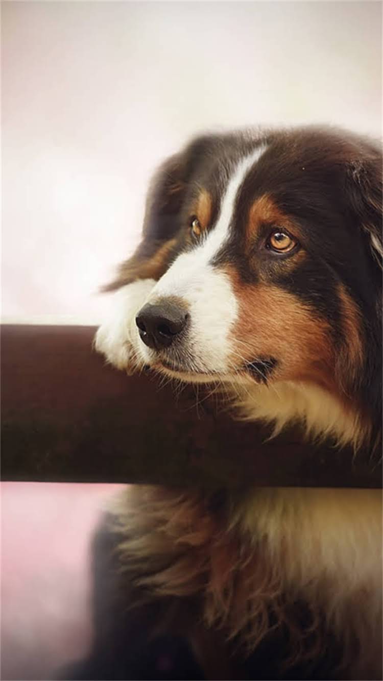 图片 最新指南：狗狗疫苗混打行不行？专家详解混打风险与正确接种方案2.jpg