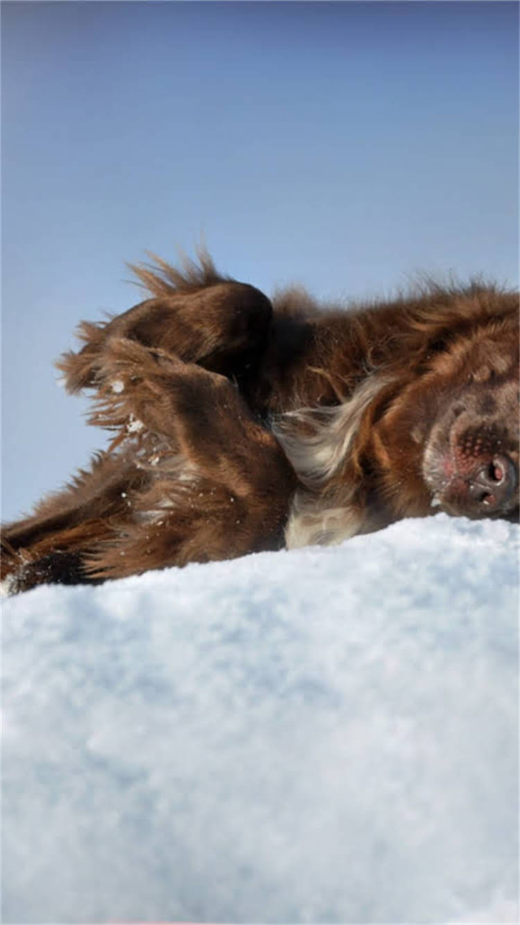 图片 最新指南：银狐串博美哪里买？选狗场还是个人可靠？多少钱合适？全.jpg