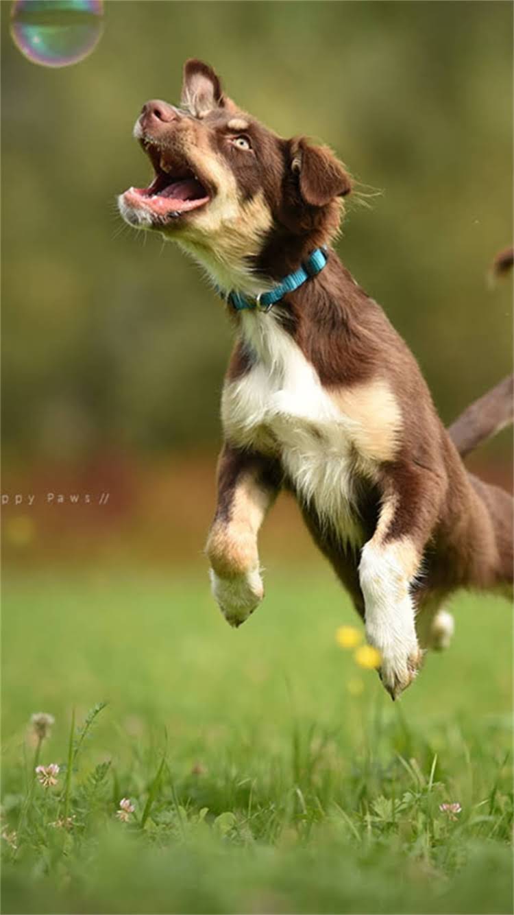 图片 最新指南：银狐串博美哪里买？选狗场还是个人可靠？多少钱合适？全2.jpg