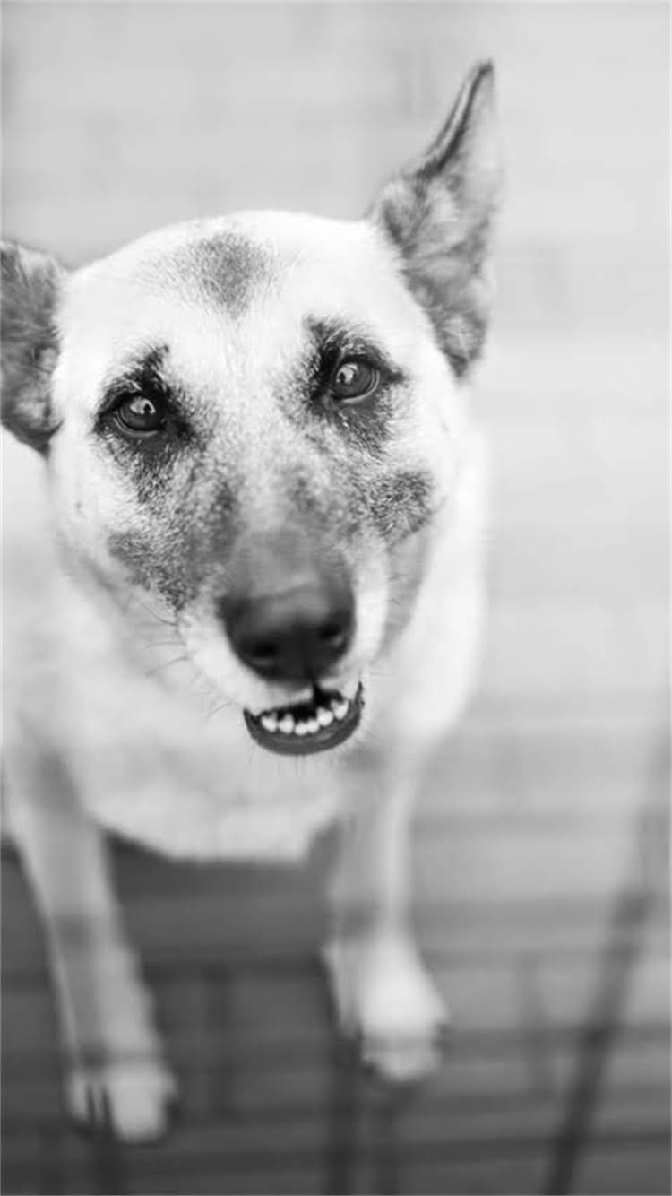 图片 最新数据拉布拉多成年犬标准体重范围是多少？科学判断与饲养指南.jpg