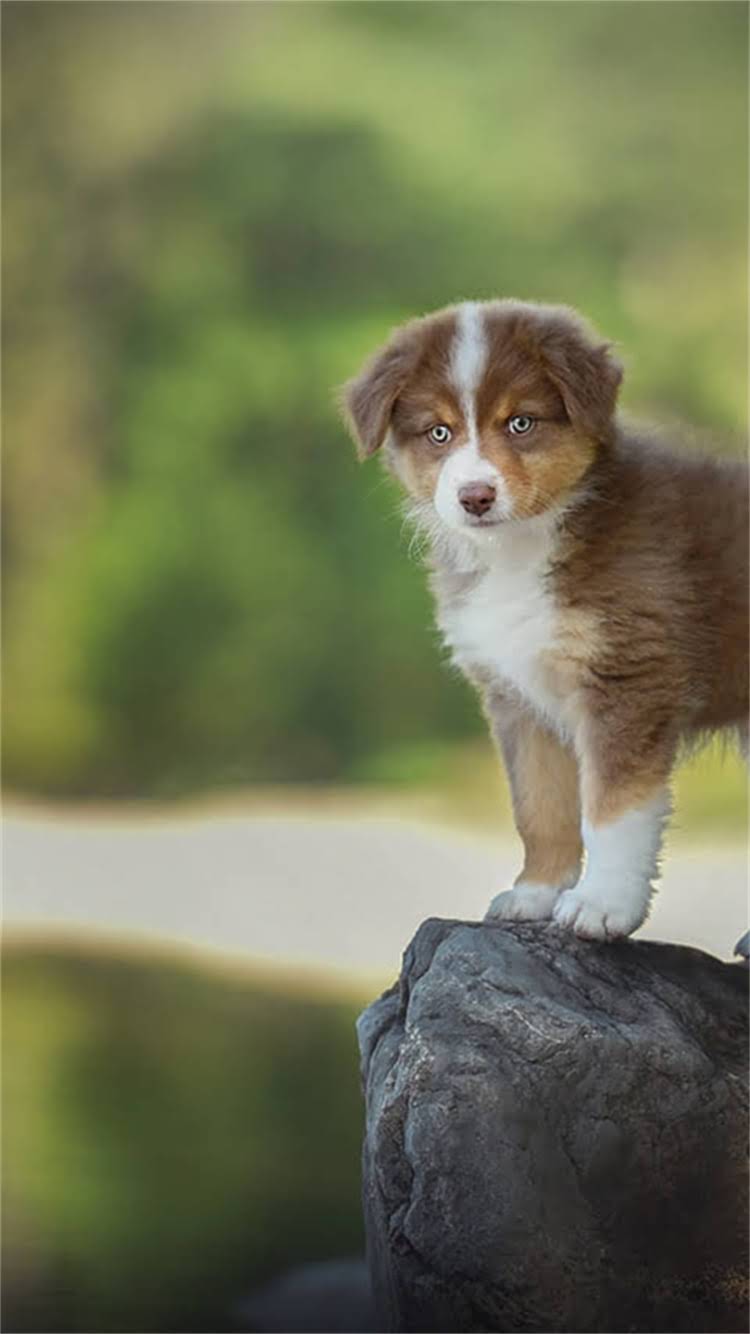 图片 最新标准：喜乐蒂牧羊犬纯种鉴别的五大核心指标1.jpg