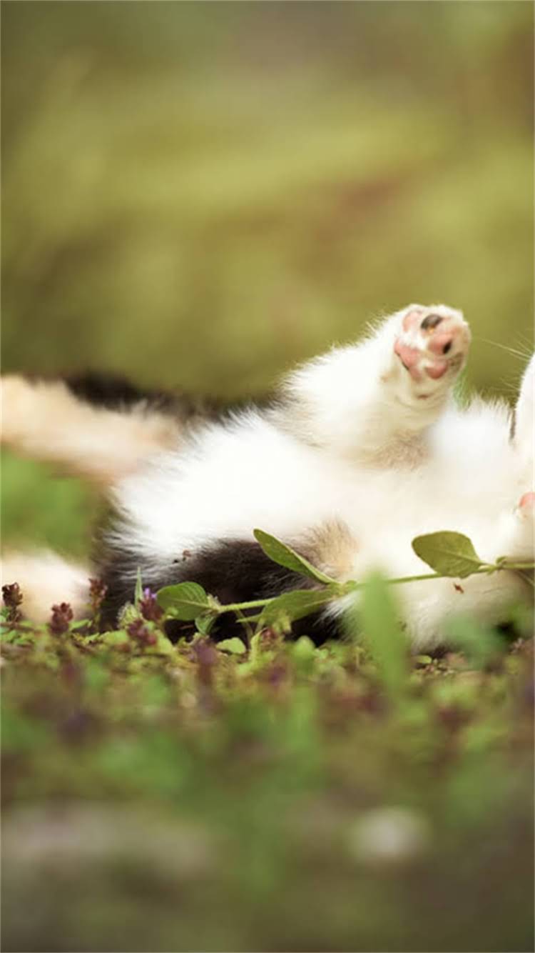 图片 最新标准：喜乐蒂牧羊犬纯种鉴别的五大核心指标2.jpg