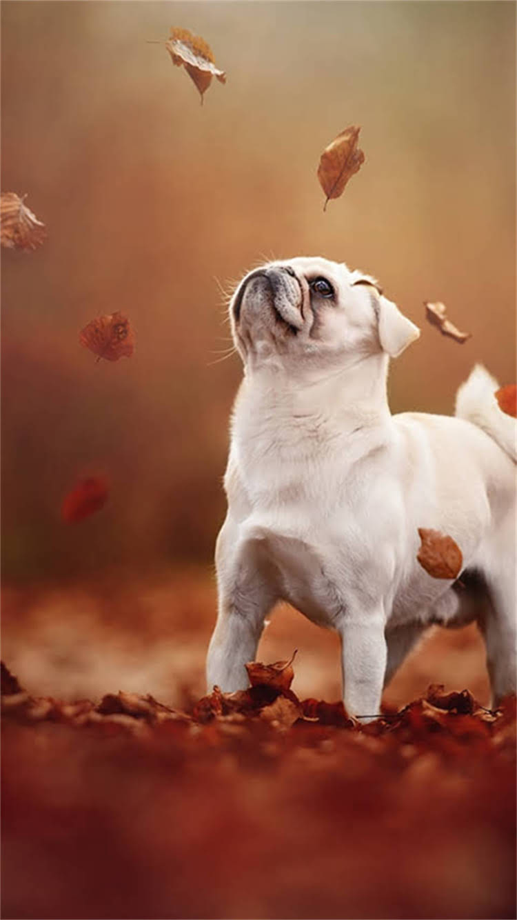 图片 最新泰迪犬购买全攻略：健康检查+饲养成本+避坑指南（附详细对比表）.jpg