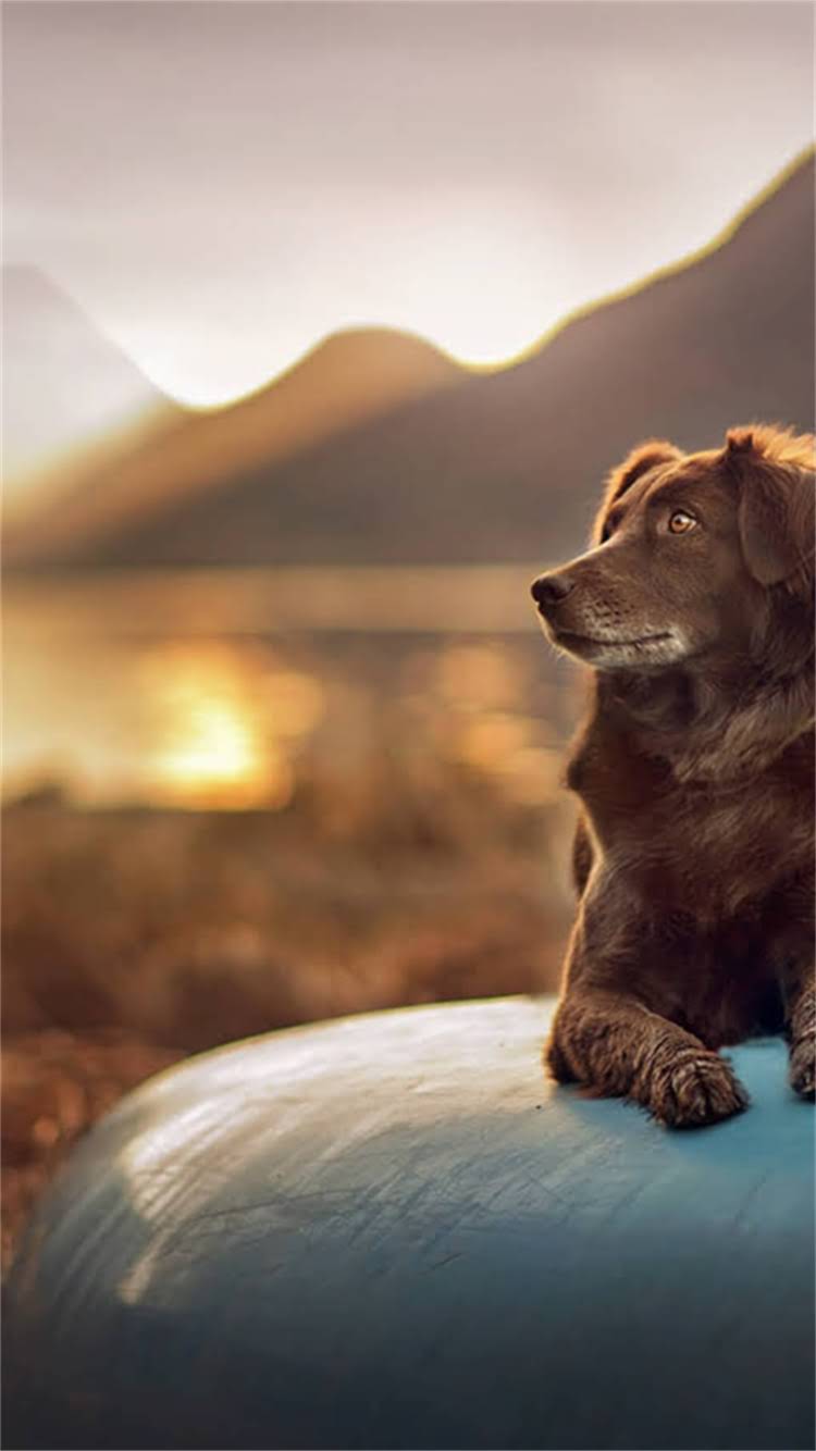 图片 最新泰迪犬购买全攻略：健康检查+饲养成本+避坑指南（附详细对比表）1.jpg