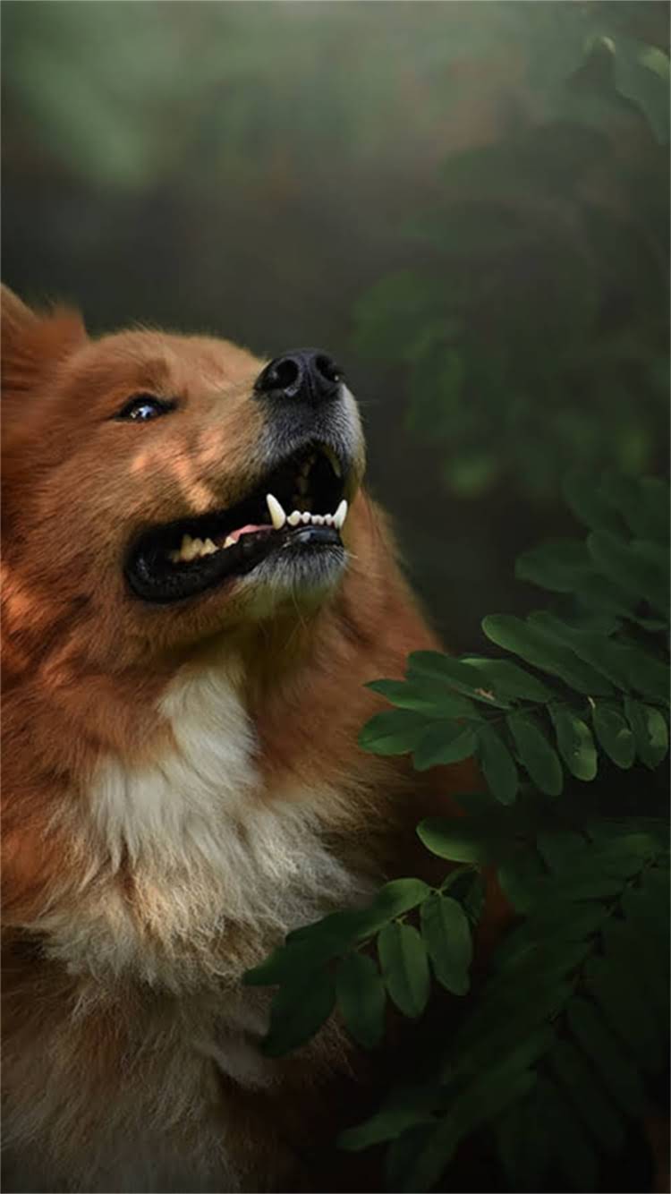 图片 最新泰迪犬购买全攻略：健康检查+饲养成本+避坑指南（附详细对比表）2.jpg