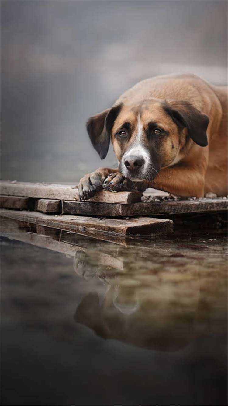 图片 最新版NOW猫粮防伪查询全攻略：5步验证真伪+官方渠道购买指南.jpg