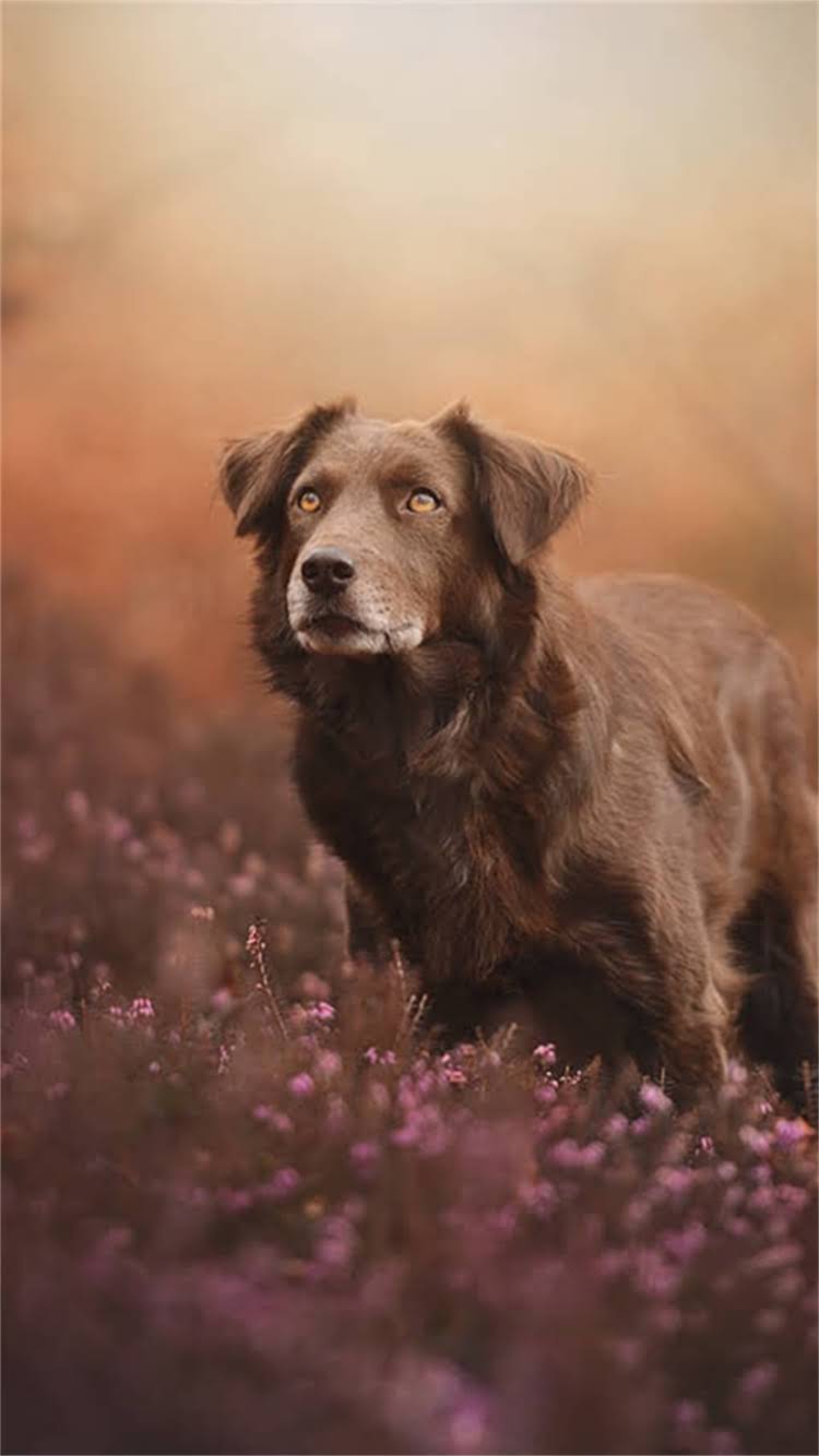 图片 最新版！纯种德国黑背军犬培育标准与军警级训练全：权威专家解读选犬指南1.jpg