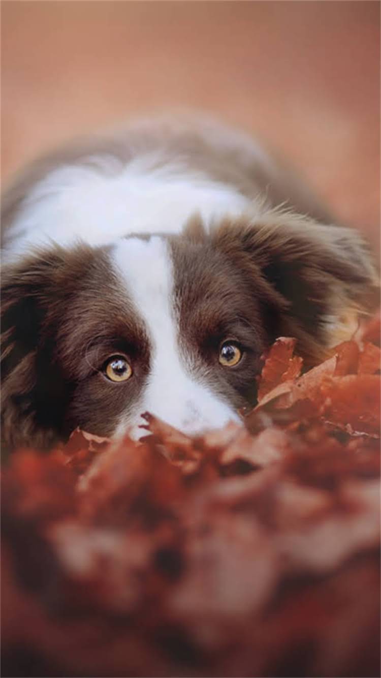 图片 最新版！纯种德国黑背军犬培育标准与军警级训练全：权威专家解读选犬指南2.jpg