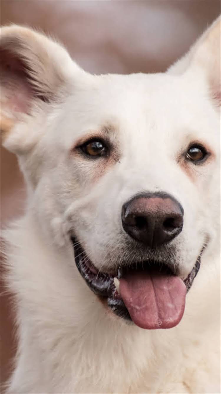 图片 最新版：全国狂犬疫苗接种点查询指南（附详细地址+接种流程+费用清单）1.jpg