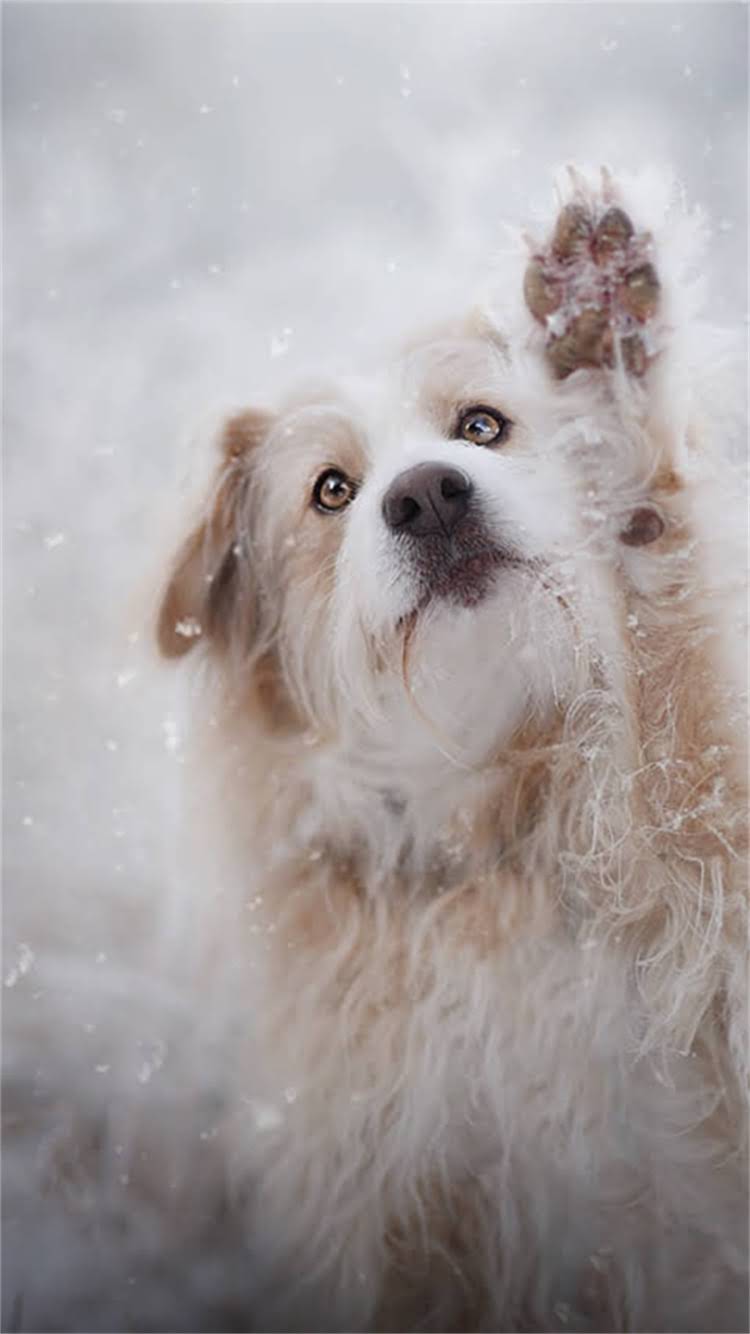 图片 最新版：全国狂犬疫苗接种点查询指南（附详细地址+接种流程+费用清单）2.jpg