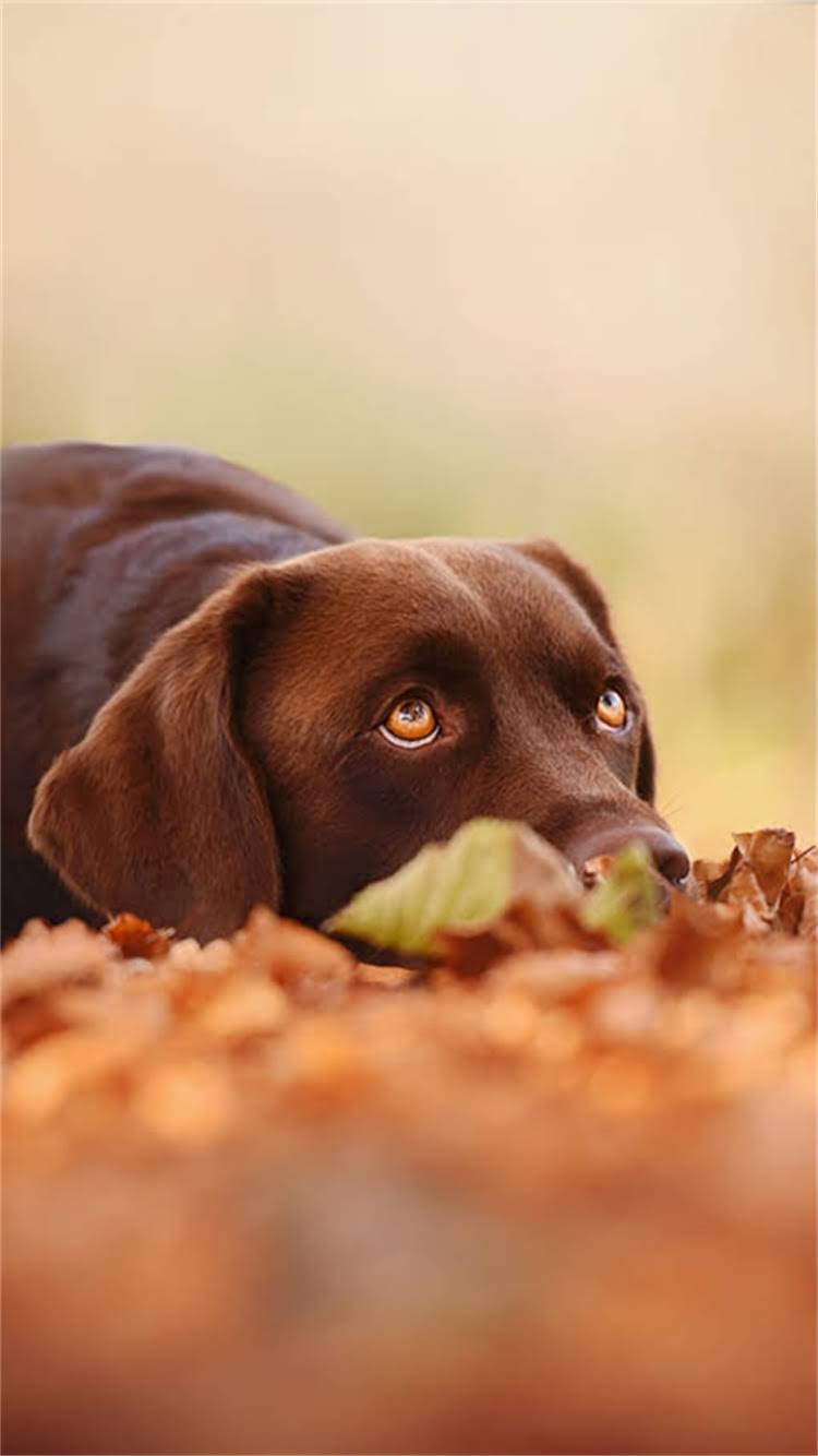 图片 最新狗狗SPA全城比价指南：全犬种护理套餐详情+隐藏优惠大公开2.jpg