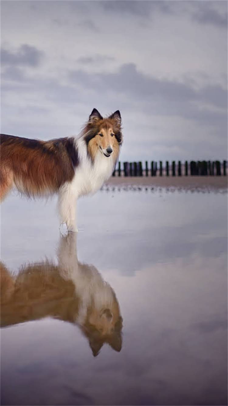 图片 最新狗疫苗和驱虫价格清单（附疫苗种类驱虫药物推荐）.jpg