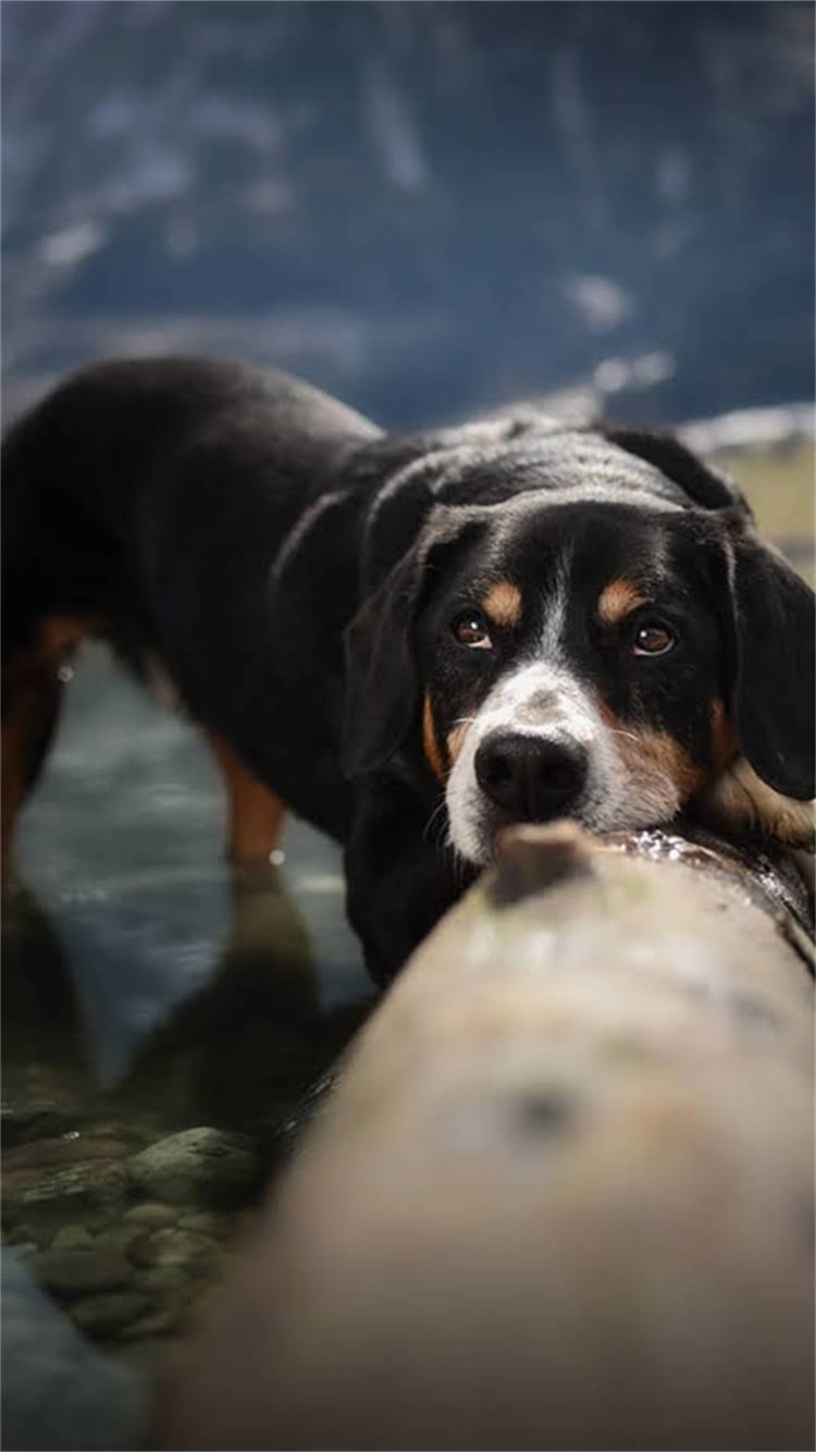 图片 最新狗粮选购指南：5大核心指标+3步鉴别法，手把手教你选对狗粮.jpg