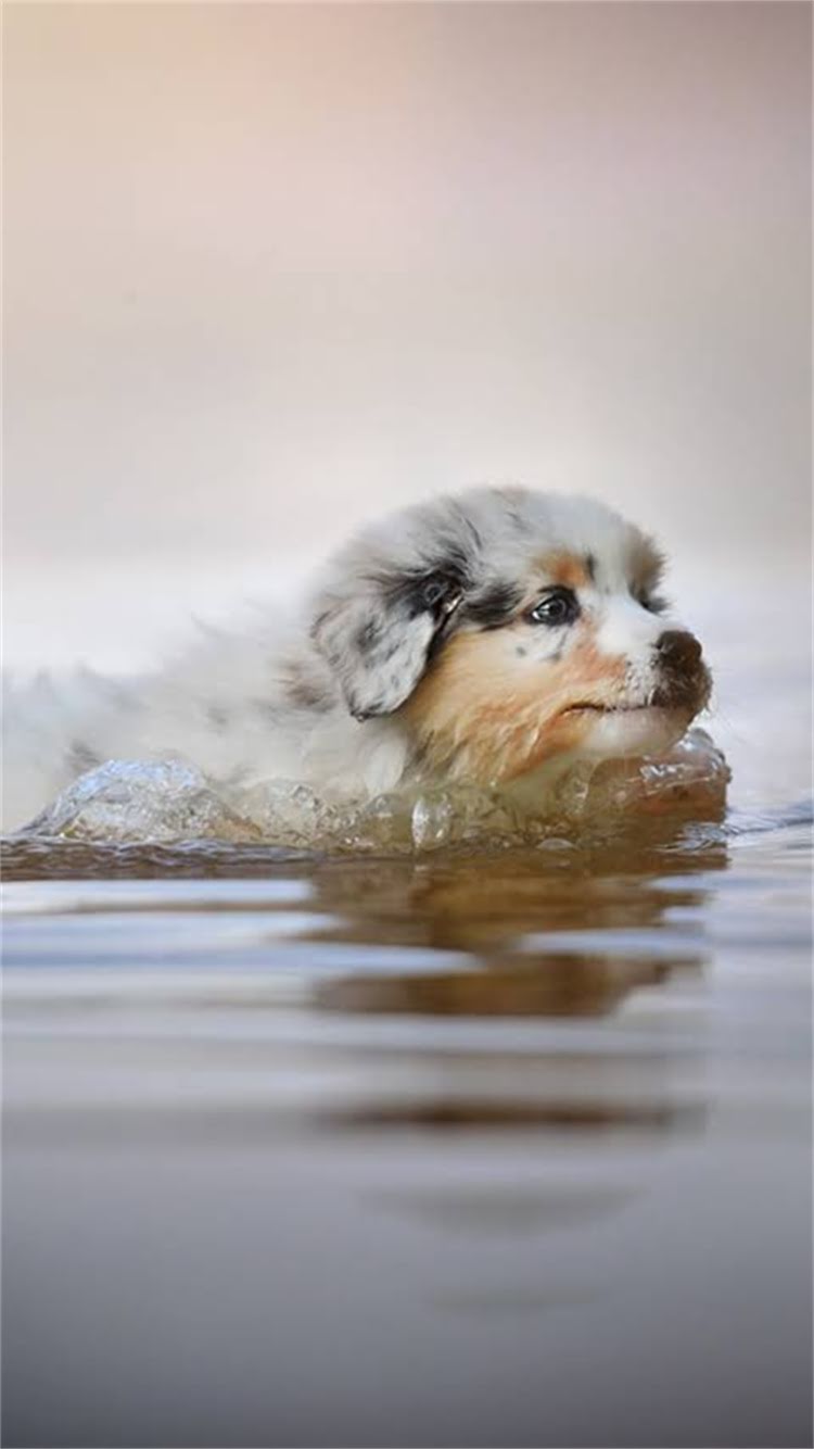 图片 最新猫粮品牌排行榜及科学选购指南：如何选到适合猫咪的优质猫粮？.jpg