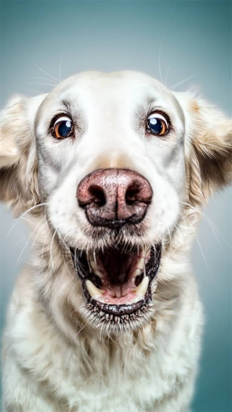 图片 最新猫粮品牌排行榜及科学选购指南：如何选到适合猫咪的优质猫粮？1.jpg