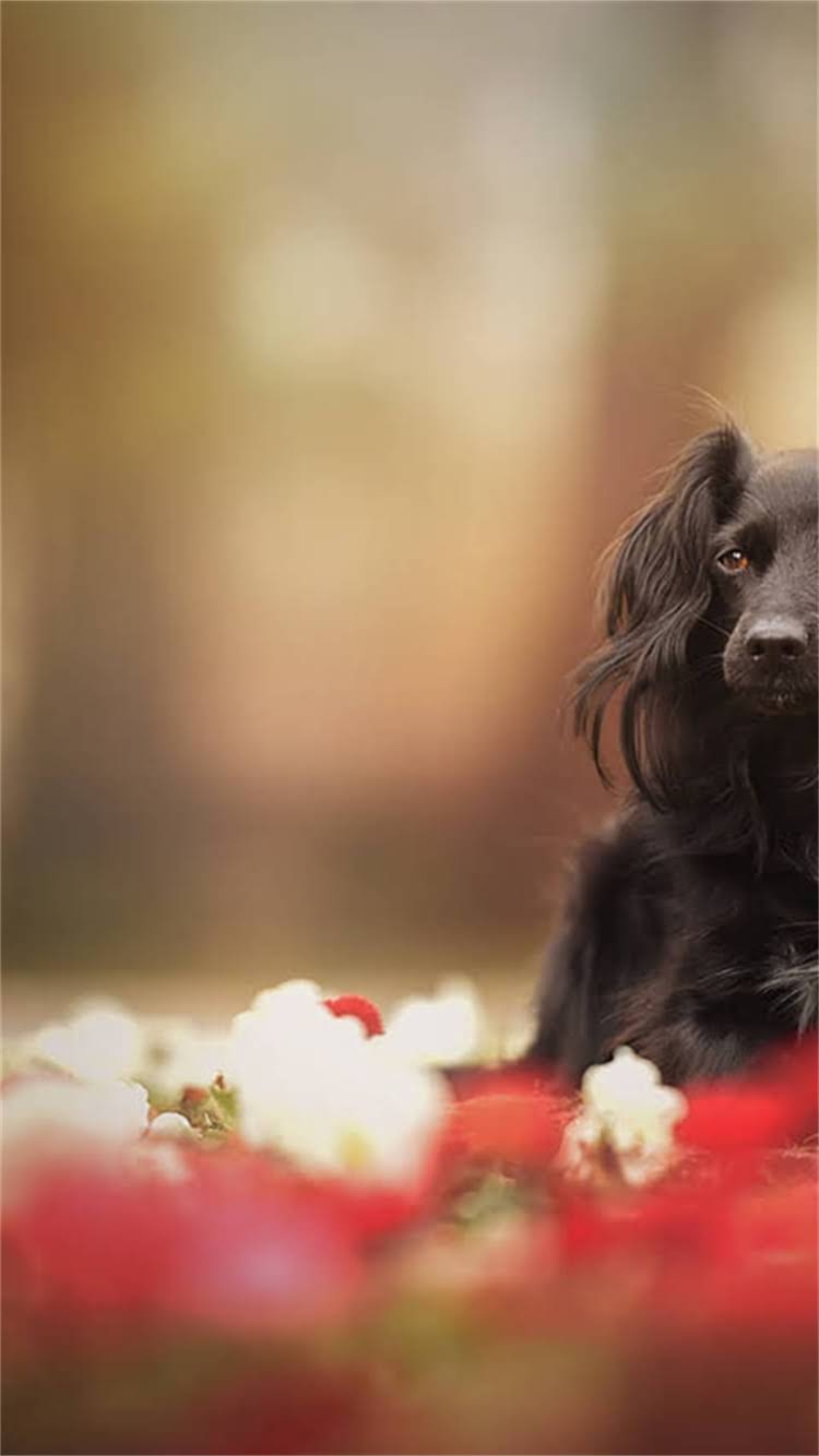 图片 最新猫粮品牌排行榜及科学选购指南：如何选到适合猫咪的优质猫粮？2.jpg