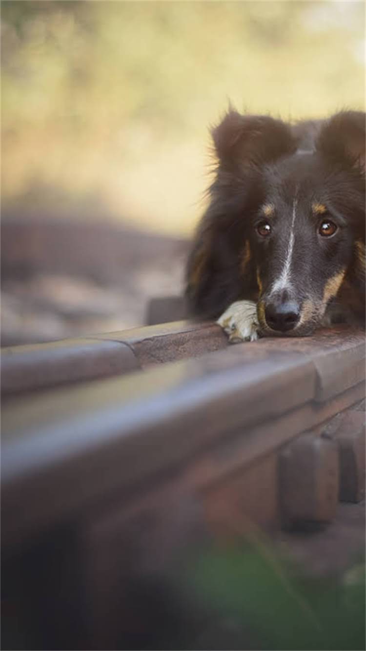 图片 最新猫粮真假辨别指南：5大方法教你快速识别劣质猫粮，守护爱宠健康1.jpg