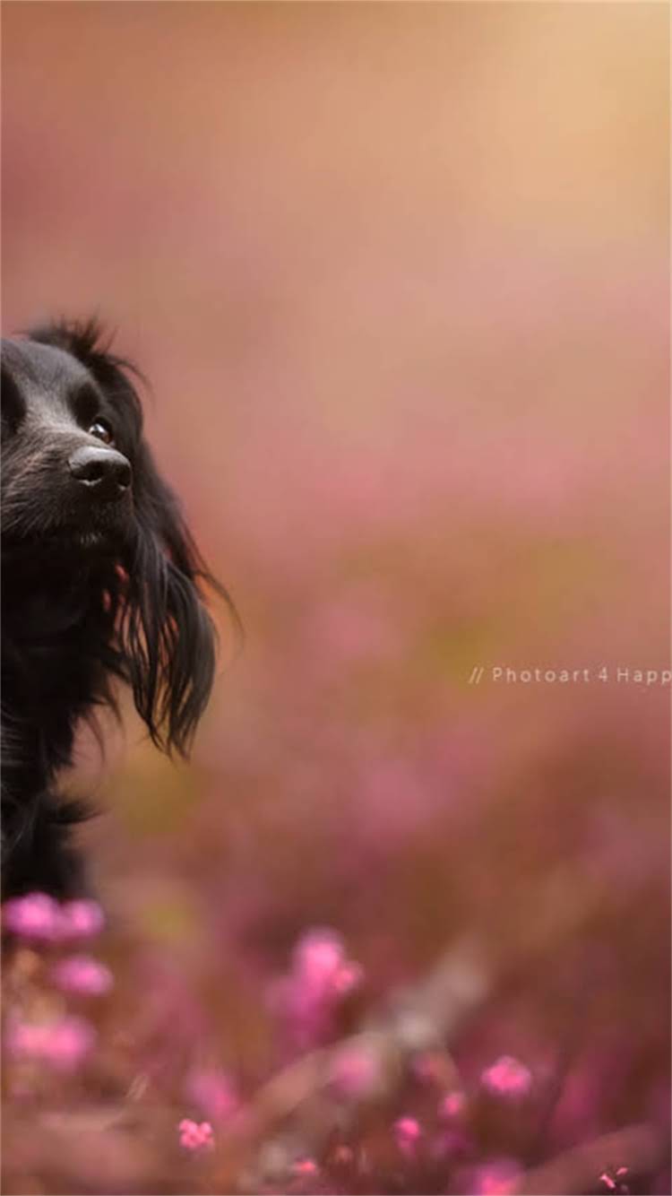 图片 最新猫粮真假辨别指南：5大方法教你快速识别劣质猫粮，守护爱宠健康2.jpg