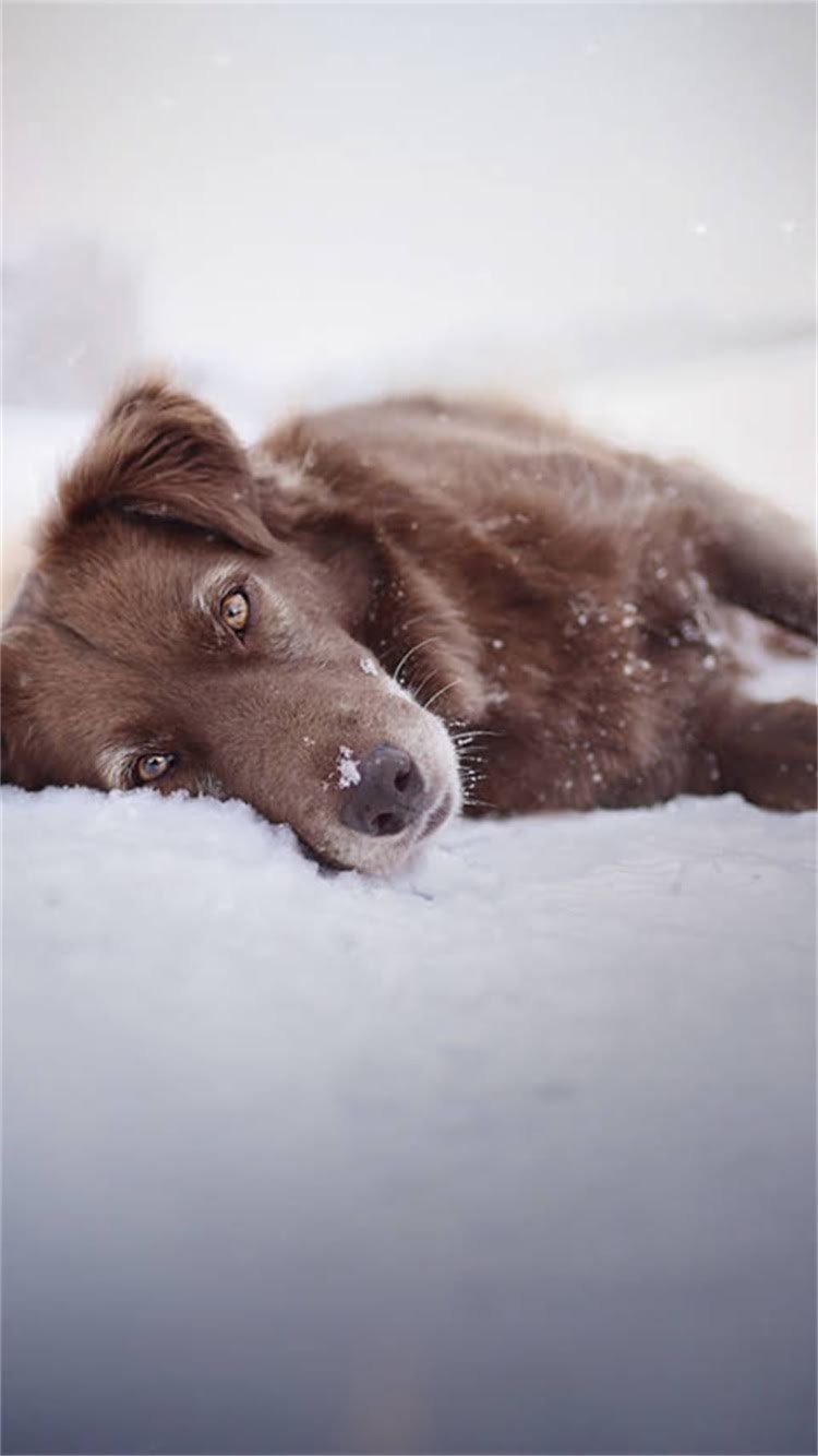 图片 最新玩具贵宾犬VS迷你贵宾犬全：品种对比、饲养指南与选购攻略.jpg