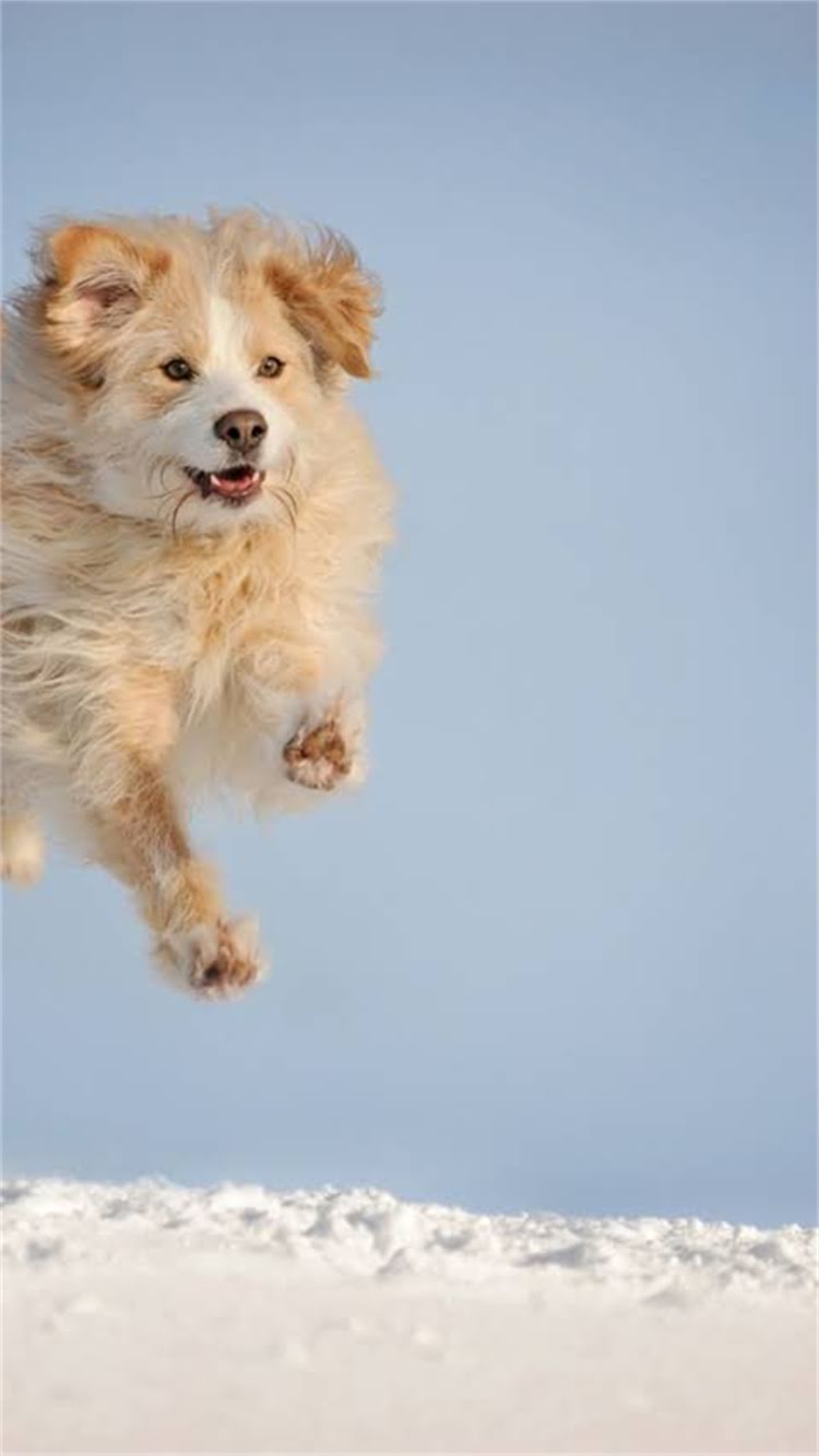 图片 最新玩具贵宾犬VS迷你贵宾犬全：品种对比、饲养指南与选购攻略1.jpg