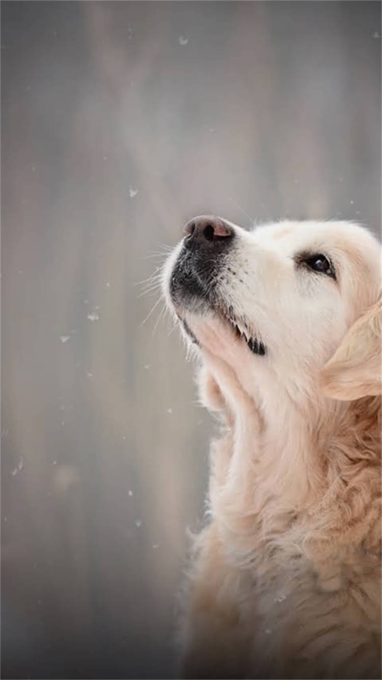 图片 最新玩具贵宾犬VS迷你贵宾犬全：品种对比、饲养指南与选购攻略2.jpg